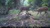 Trail Cam Food Plot 1 457.jpg