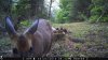 Trail Cam Food Plot 1 496.jpg