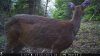 Trail Cam Food Plot 1 503.jpg