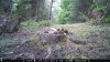 Trail Cam Food Plot 1 515.jpg