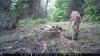 Trail Cam Food Plot 1 518.jpg