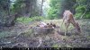 Trail Cam Food Plot 1 525.jpg