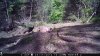 Trail Cam Food Plot 1 061.jpg