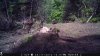 Trail Cam Food Plot 1 070.jpg