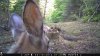 Trail Cam Food Plot 1 213.jpg
