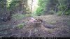 Trail Cam Food Plot 1 215.jpg