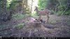 Trail Cam Food Plot 1 223.jpg