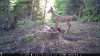 Trail Cam Food Plot 1 224.jpg