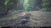 Trail Cam Food Plot 1 233.jpg