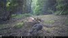 Trail Cam Food Plot 1 236.jpg