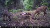 Trail Cam Food Plot 1 287.jpg