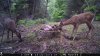 Trail Cam Food Plot 1 288.jpg