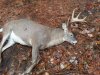 2013Deer.jpg