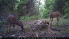 food plot 2 069.jpg