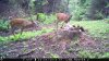 food plot 2 809.jpg