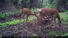 food plot 2 814.jpg