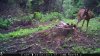 food plot 2 818.jpg