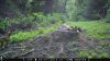 food plot 2 1123.jpg
