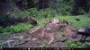 food plot 2 1177.jpg