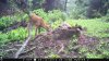 food plot 2 1319.jpg