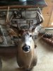 Buck 2.jpg