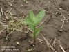 milkweed young1.jpg