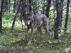 wolf1.JPG