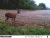 deer5.jpg