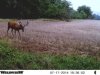 deer6.jpg