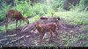 trail cam photos 312.jpg
