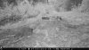 trail cam photos 393.jpg