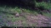 trail cam photos 648.jpg