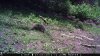 trail cam photos 649.jpg