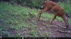 trail cam photos 751.jpg