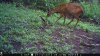 trail cam photos 1043.jpg