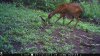 trail cam photos 1044.jpg