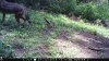trail cam photos 1050.jpg