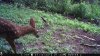 trail cam photos 1081.jpg