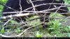 trail cam photos 1817.jpg