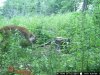 trail cam pics dons 1702.jpg
