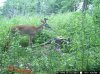 trail cam pics dons 1703.jpg