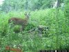 trail cam pics dons 1705.jpg