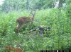 trail cam pics dons 1707.jpg