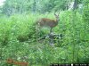 trail cam pics dons 1709.jpg