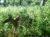 trail cam pics dons 3273.jpg