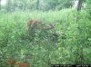trail cam pics dons 3276.jpg