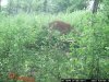 trail cam pics dons 3278.jpg