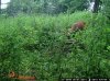 trail cam pics dons 3836.jpg