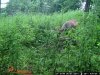 trail cam pics dons 3837.jpg