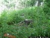 trail cam pics dons 966.jpg